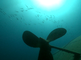 Paardenoog makrelen zwemmen bij een wrak