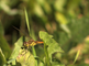 Steenrode heidelibel zit in de zon