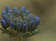 Gesloten bloemhoofdjes van blauwe knoop