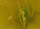 Bloemen van de middelste teunisbloem in close-up