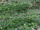Paarse bosanemoon in bloei