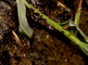 Geelbuikvuurpadje vangt bladluis