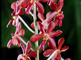 Orchideeën tentoonstelling in botanische tuin 'Jochem-hof' in Steyl