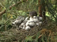 Sperwer met kuikens met beginnende veren op nest