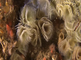 Waaierkokerwormen samen met zeedahlia's op hard substraat