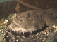Zeeduivels liggen op wrak